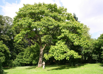 Pawlonia Tree